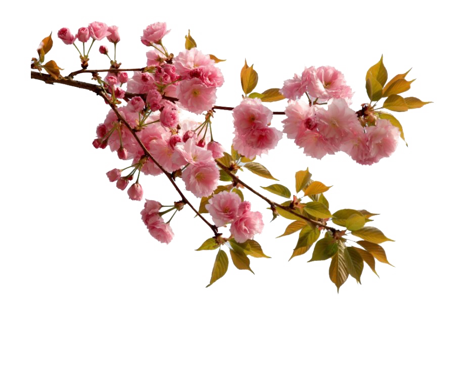 Spa Decorative Element